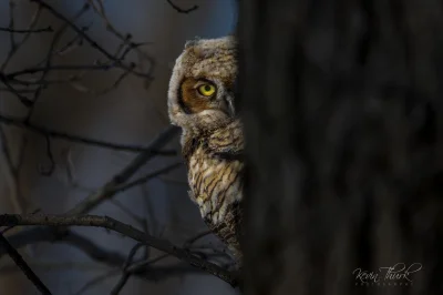 Lifelike - Puchacz wirginijski (Bubo virginianus)
Autor
#photoexplorer #fotografia #o...