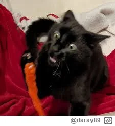 daray89 - #codziennykotopetany #dziwnekotki