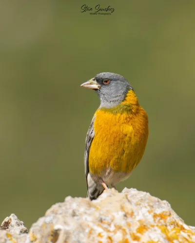 Lifelike - Chruściak punański (Phrygilus punensis)
Autor
#photoexplorer #fotografia #...