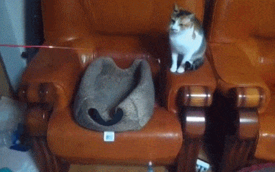 wfyokyga - Kot ma kota