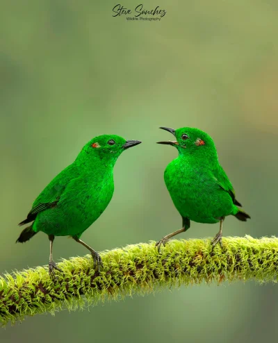 Lifelike - Szmaragdotanagra lśniąca (Chlorochrysa phoenicotis)
Autor
#photoexplorer #...