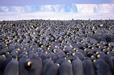 Bobito - #fotografia #pingwiny #antarktyda #zwierzeta #zwierzaczki #zdjecie #przyroda...