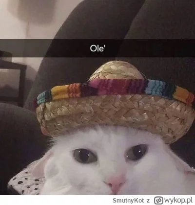 SmutnyKot - #dziwnekotki