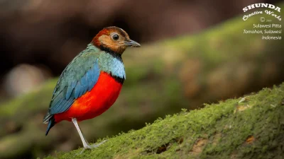 Lifelike - Kurtaczek celebeski (Erythropitta celebensis)
Indonezyjski endemit
Autor
#...