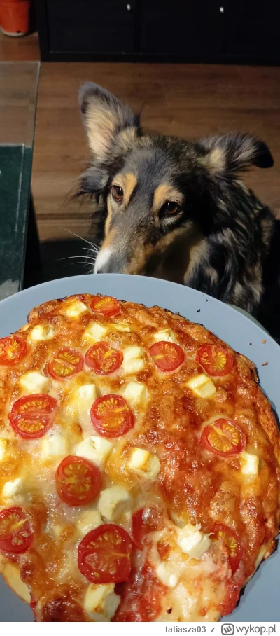 tatiasza03 - I jak oprzeć się temu spojrzeniu ( ͡° ʖ̯ ͡°) #pizza #pies #jedzzwykopem ...