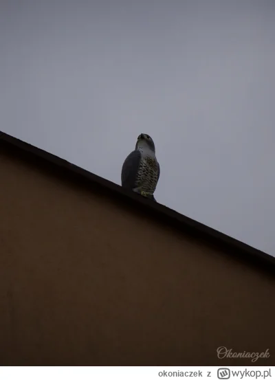 okoniaczek - Wrzucam świeżynkę z dzisiaj, na gorąco, bo koniecznie muszę się pochwali...