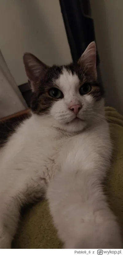 Pablo9_6 - @Satos: bo jestem grzecznym kotkiem
