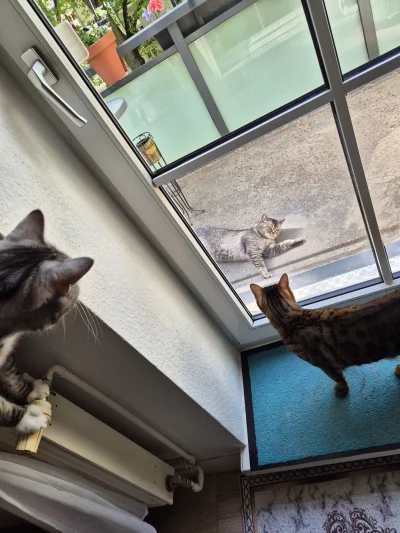 Lujdziarski - #pokazkota #dziarskikacperek xD wychodziłem to Bero za mną wbiegł na ba...