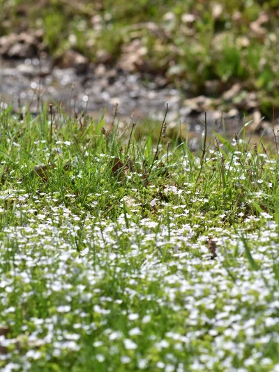 remlezar - #przegryw #spierdotrip

Huop se nad rzeczkę poszedł (szkoda, że sam)