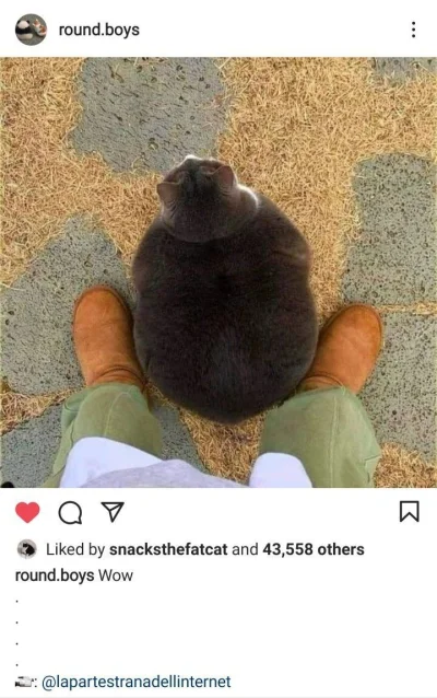 wfyokyga - BIG BOI XDD
#koty