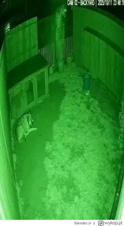 SlenderJr - #heheszki #trzecieoko #smiesznekotki