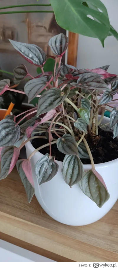 Fevx - Co to za roślina? Dostałem ale osoba wręczająca nie wie #rosliny