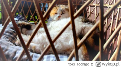 toki_rodrigo - #koteczkizprzypadku #koty