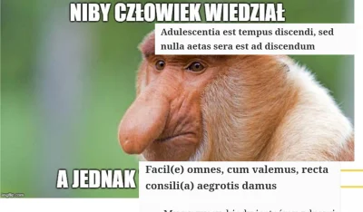 paczelok - ! fenomen leksykalny ponownego używania teoretycznie martwej łaciny w mema...