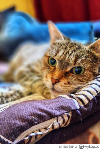 cirilla1989 - Miziaczek bo lubiła mizianie po gardełku, straszny pieszczoszek byla. D...