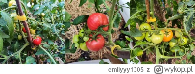 emilyyy1305 - Moje pierwsze w życiu pomidorki. (｡◕‿‿◕｡)
Kupiłam nasiona, wysiałam, a ...