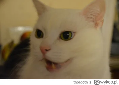 thorgoth - @MuszeZalozycKontoByFiltrowacGowno: yup, Bąbel we własnej kociej osobie