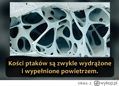 Ukiss - Ptaki mają wyjątkowe kości – wiele z nich jest puste w środku, ale wzmocnione...