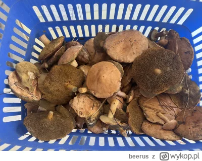 beerus - Mirki jakie to są grzyby? #grzyby