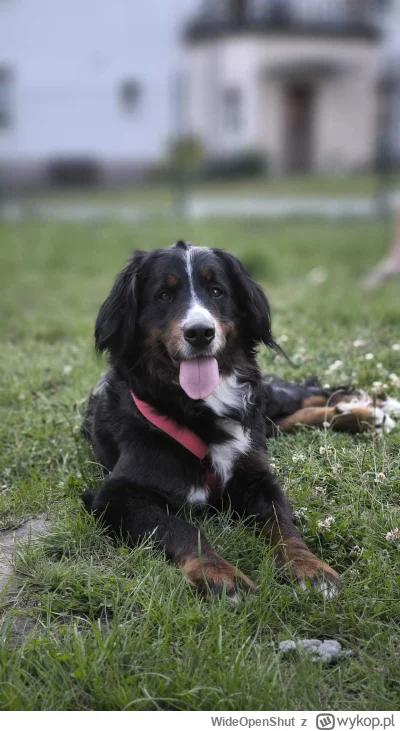 WideOpenShut - Jak wszystko dobrze pójdzie to takiego pięknego benka przygarnę do dom...