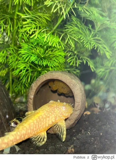 Publius - Strasznie wczoraj zachlałem. Wpieprzałem glony do piątej rano. Film mi się ...