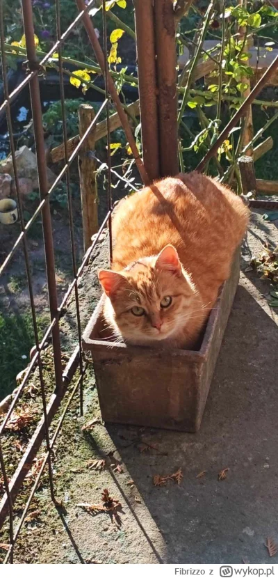 Fibrizzo - #heheszki #koty #tworczoscwlasna Znalazłem kota na działce, wpasowywał się...