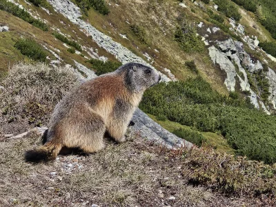 penkroff - Jak byłem ostatnio w tatrach niżnych to takiego przystojniaka spotkałem