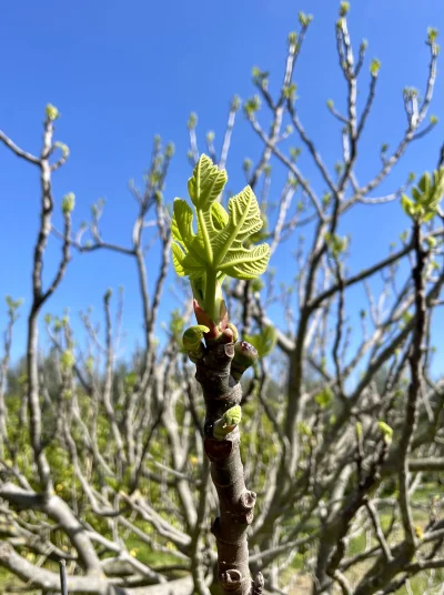 asdfghjkl - Skoro figowce puszczaja juz nowe liście to znaczy, że wiosna jest ( ͡° ͜ʖ...