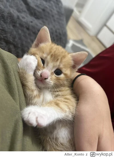Alter_Konto - #pokazkota #zwierzaczki