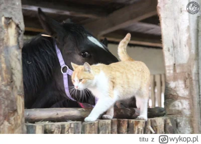 titu - @UniversalHater: tak a to są dwa konie... oboje przyszli na świat w tej samej ...