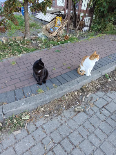 Kotouak - #koteczkizprzypadku