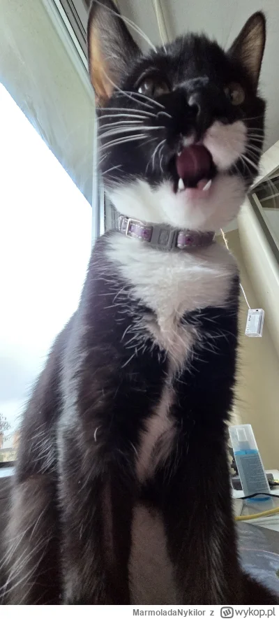 MarmoladaNykilor - @MarmoladaNykilor: