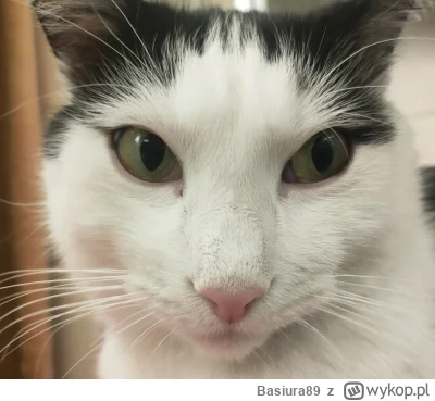 Basiura89 - #koty #kot #pokazkota #kitku 
Co się gapisz? Kiciury nie widziałeś?!