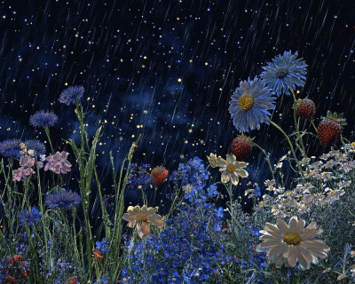 wfyokyga - Kwiatuszki dla cb