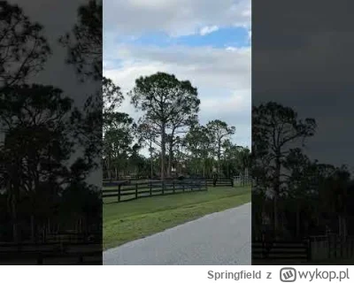 Springfield - o #!$%@? xD
#heheszki #niebieskiepaski