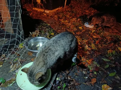 Timer_555 - Jedna poznała mnie po chodzie jak wracałem do domu i miaukała o jedzonko ...
