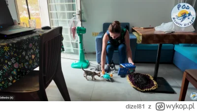 dizel81 - Plastiki kolejną zabaweczkę kotkom kupili:)
Po za tym odkąd mają kotki to r...