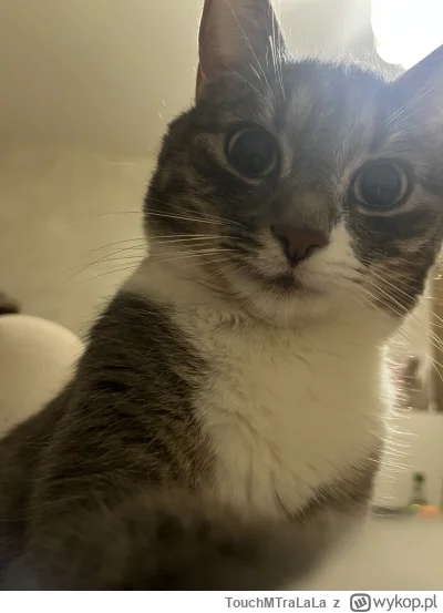 TouchMTraLaLa - Pazury obcięte, opłacone pastą słodową. Ale stówa za mało piękny kawa...