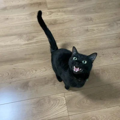 Misaka - Umiera z głodu (zjadł saszetę 15 minut temu)
#koty