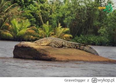 GraveDigger - Świetne zdjęcie krokodyla różańcowego (Crocodylus porosus) gdzieś na Sr...