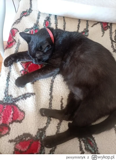 pesymistyk - @rad_kop mam Twojego kota, w sprawie okupu zapraszam na PW xD