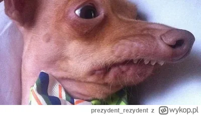 prezydent_rezydent - @wlan0: