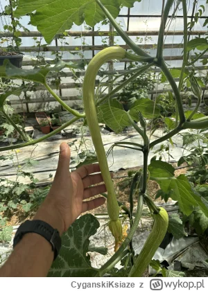 CyganskiKsiaze - Codzienna Tromba

#ogrodnictwo