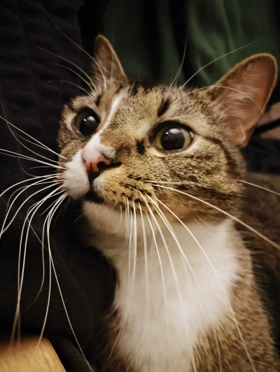 Antybristler - Kotsmita

#koty #kitku #pokazkota #koteczekwiktoreczek