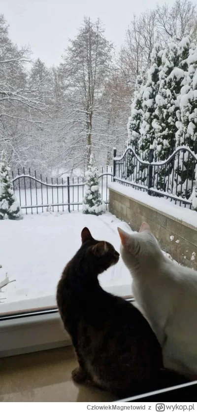 CzlowiekMagnetowid - Chcę ci powiedzieć coś,
Chcę ci powiedzieć szybko!
#koty #pokazk...