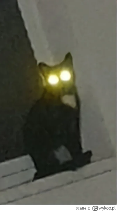 0caffe - #pokazkota