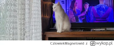 CzlowiekMagnetowid - Czego tam wypatrujesz dzika pantero?

#pokazkota #koty #zwierzac...