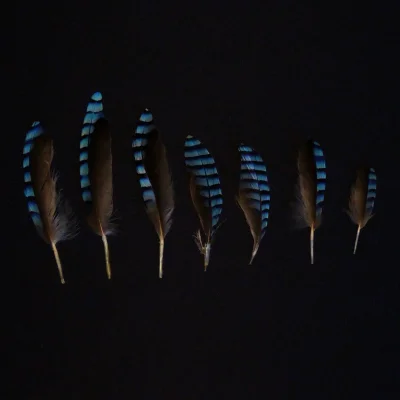 Lenalee - Moja kolekcja niebieskich sójkowych piór #chwalesie 
Podobno ten niebieski ...