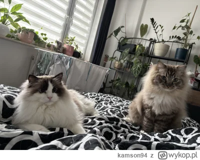 kamson94 - Dwa kitku boże #pokazkota #wykopragdollclub