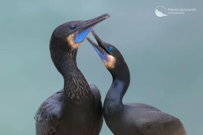 Lifelike - Kormoran modrogardły (Urile penicillatus)
Autor
#photoexplorer #fotografia...